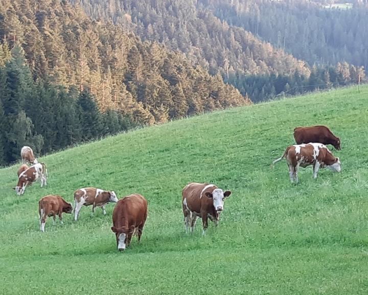 Naturfreundehaus Sommerecke